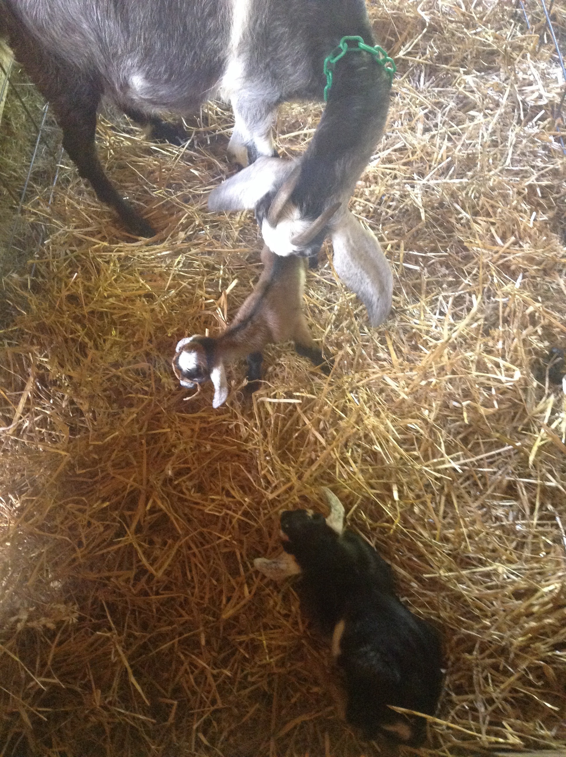 February Goat A Season in Retrospect: part II—Spring | Cosmic Goat Farm and Creamery