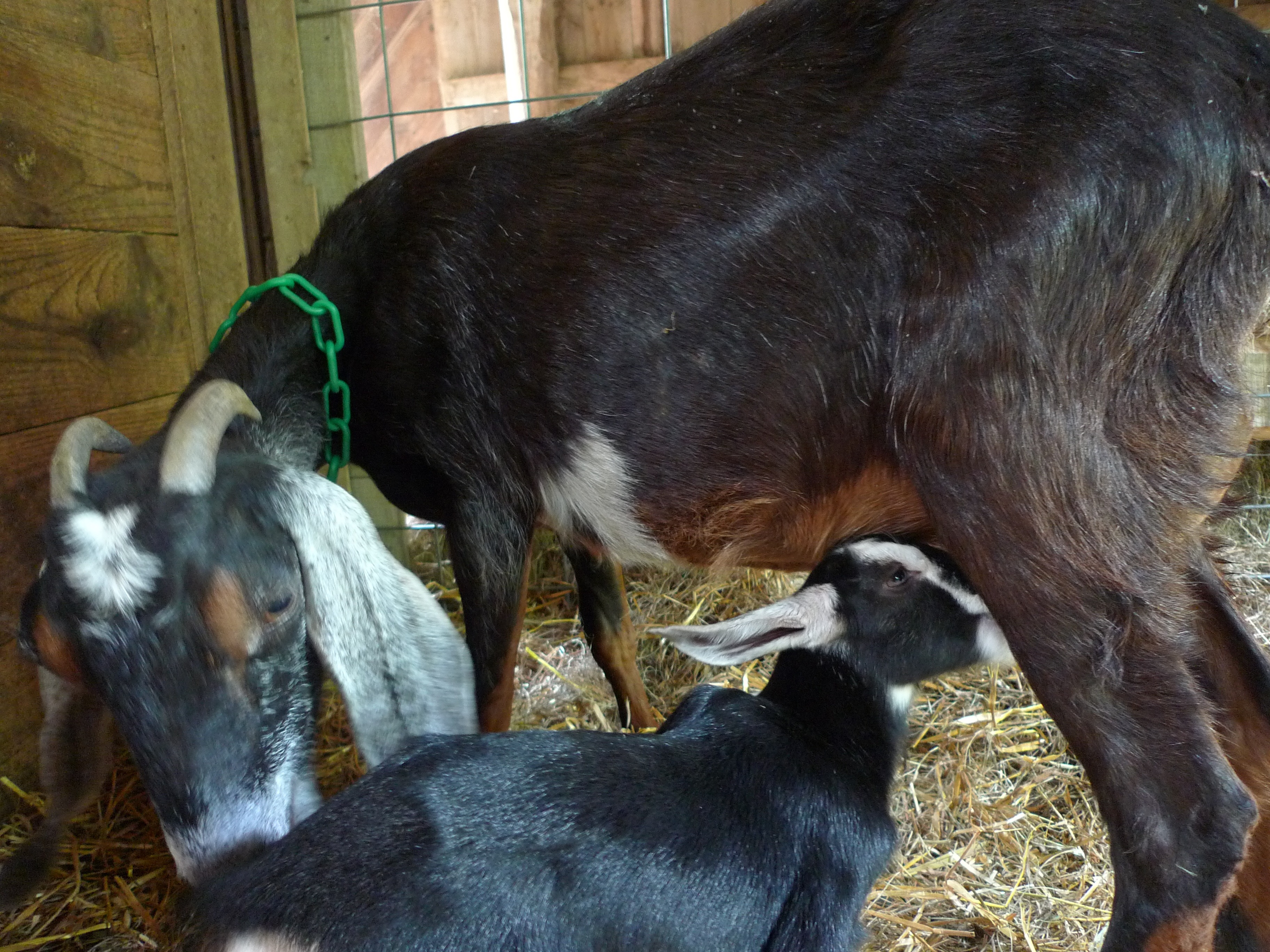 February Goat A Season in Retrospect: part II—Spring | Cosmic Goat Farm and Creamery